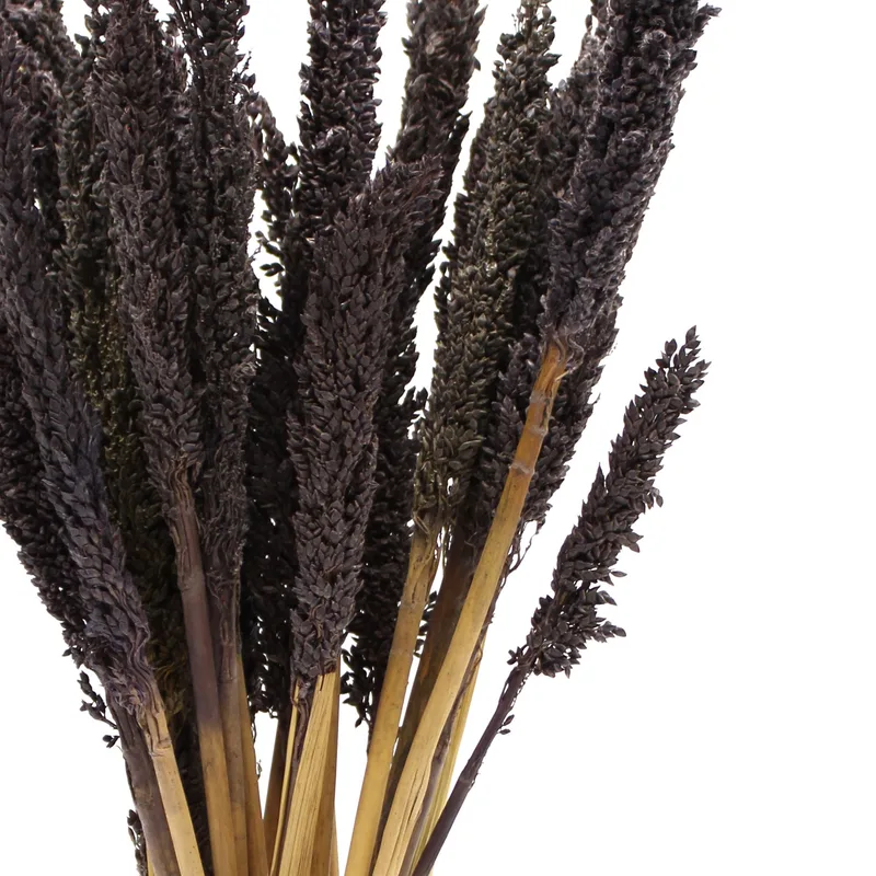 Cantal Grass Bunch Nero