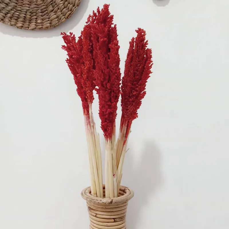 Cantal Grass Bunch Fire