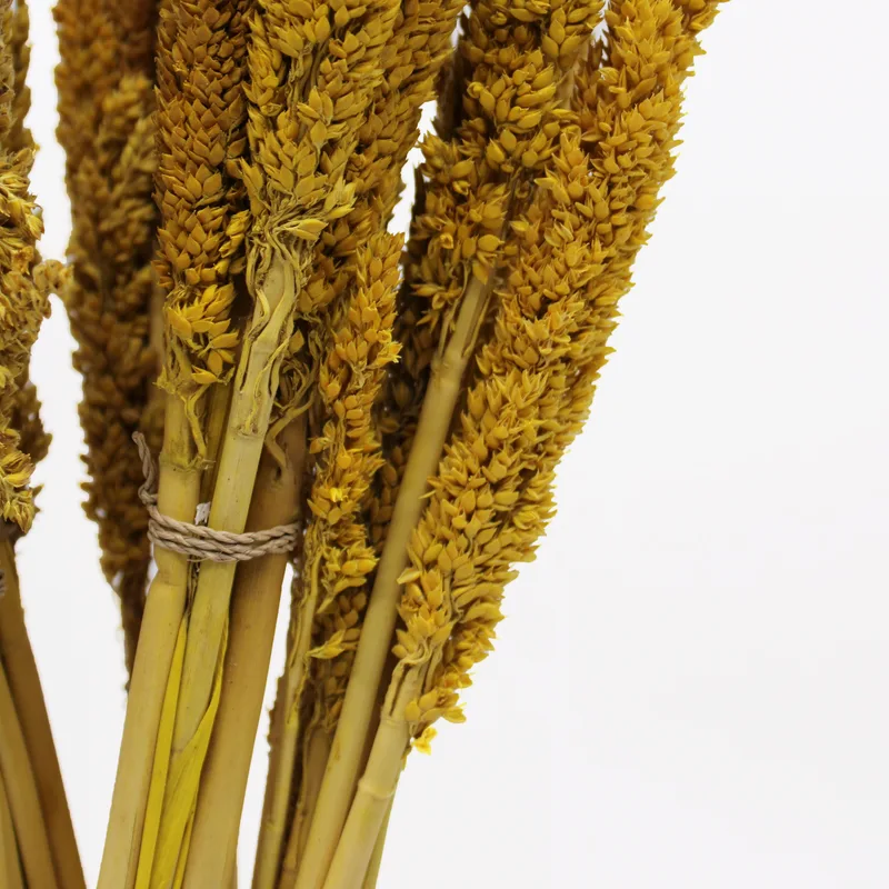 Cantal Grass Bunch Ambra