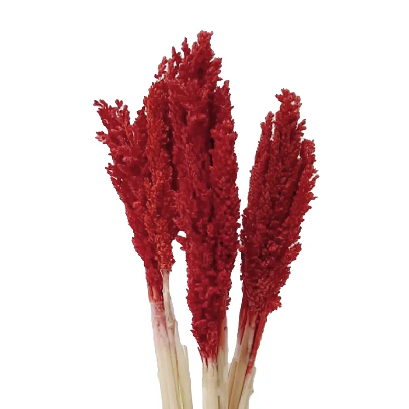 Cantal Grass Bunch Fire — foto 1