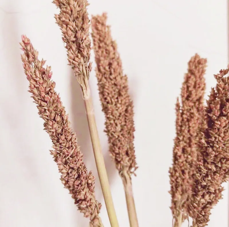 Cantal Grass Bunch Rust