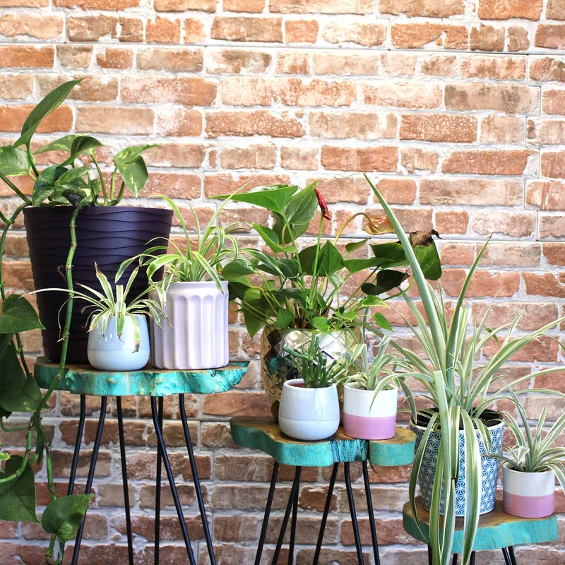 Set of 3 Gamell Legno Plant Stands Greenwash — foto 6