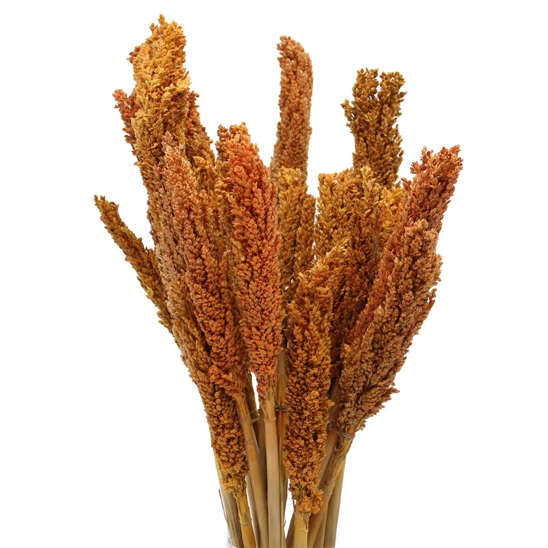 Cantal Grass Bunch Arancia — foto 4