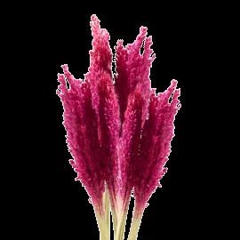 Cantal Grass Bunch Pink — foto 1