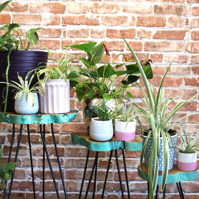 Set of 3 Gamell Legno Plant Stands Greenwash — foto 2