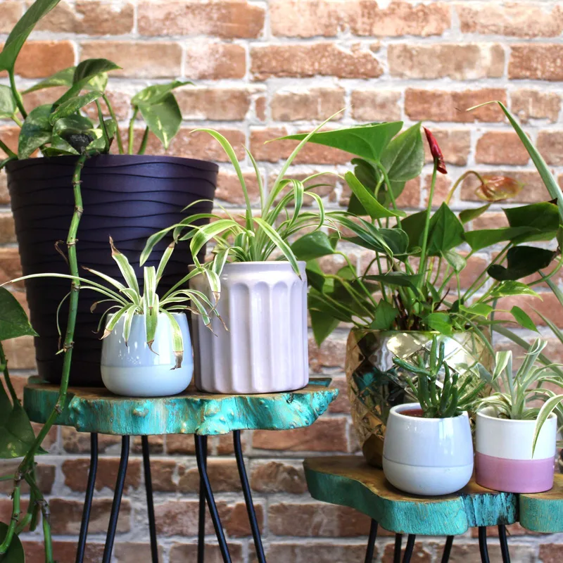 Set of 3 Gamell Legno Plant Stands Greenwash — foto 3