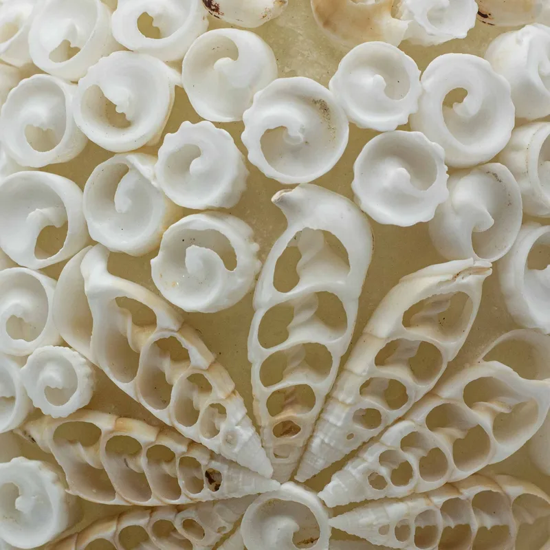 Boho Sea Shell Lamp Cut Art Shell Oval 15cm — foto 3
