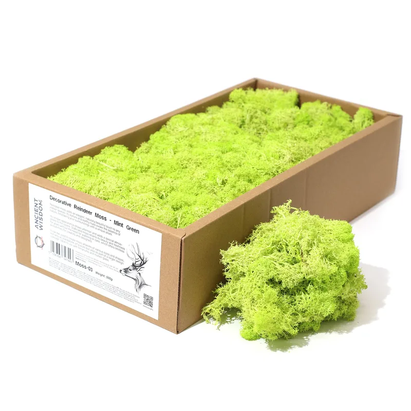 Quality Decoration Reindeer Moss Mint Verde 635g Scatola