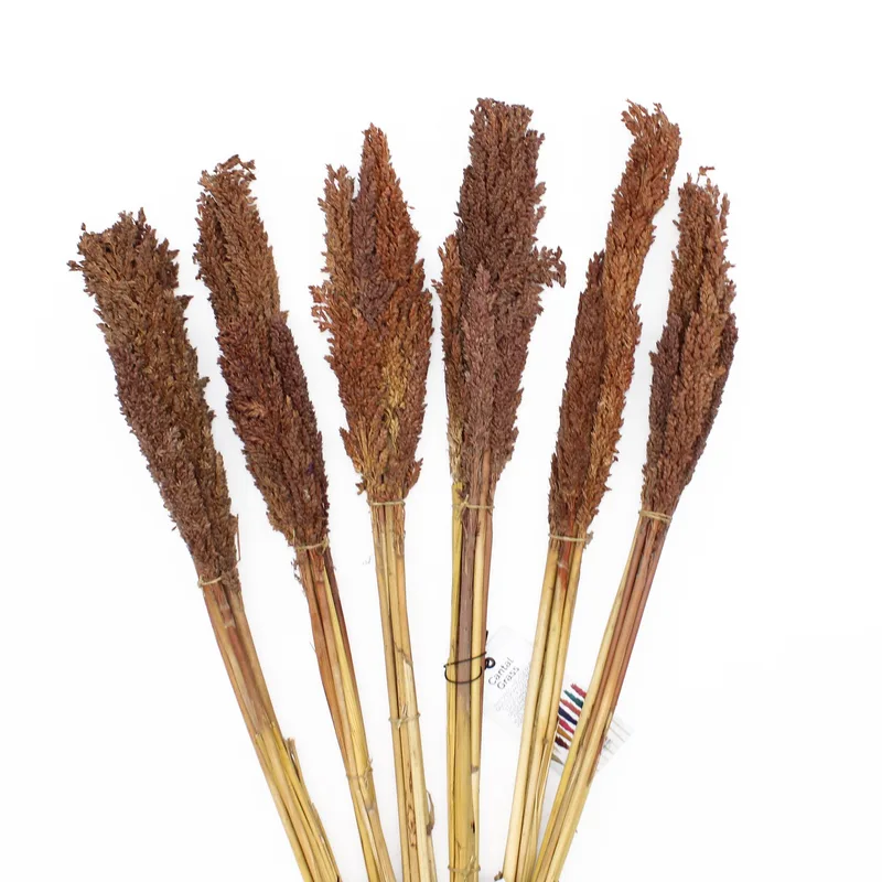 Cantal Grass Bunch Chocolate — foto 2