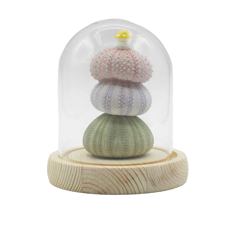 Floral Glow Garden Dome 3 Sea Urchins LED USB — foto 1