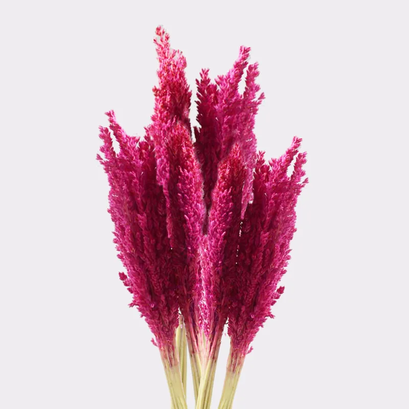 Cantal Grass Bunch Pink