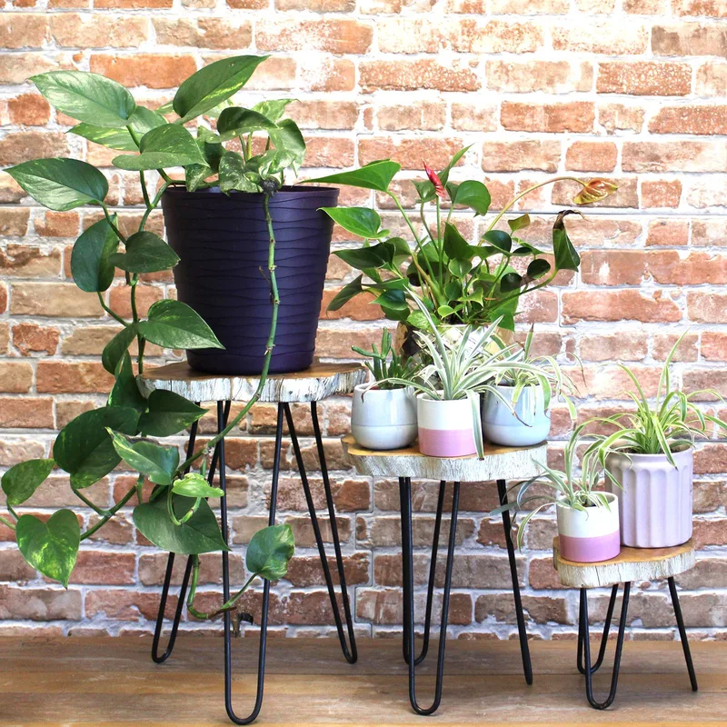 Set of 3 Gamell Legno Plant Stands Whitewash — foto 5