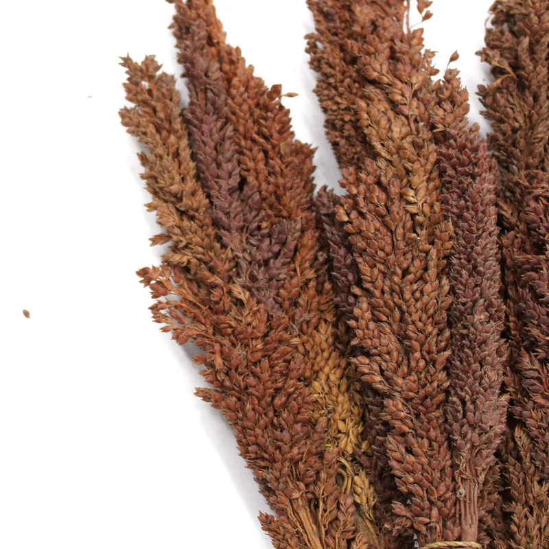 Cantal Grass Bunch Chocolate