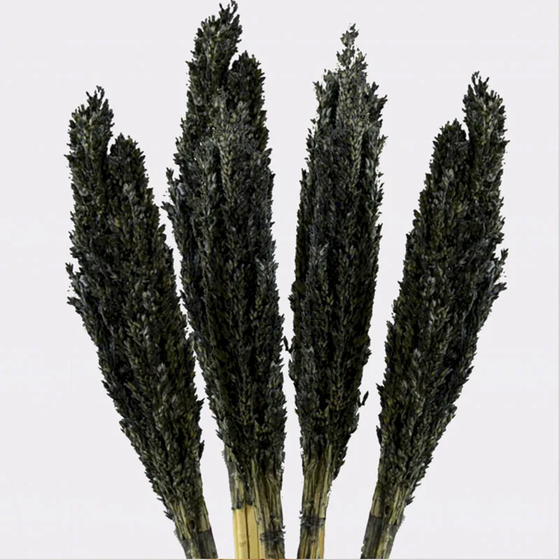 Cantal Grass Bunch Nero — foto 4