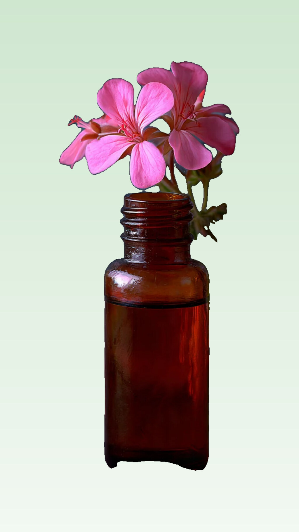 Olio essenziale biologico di geranio rosa — un rituale di armonia e amore proprio